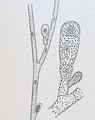 Choristocarpus tenellus1
